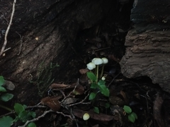 Mycena chusqueophila