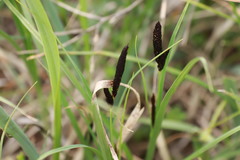 Carex melanostachya