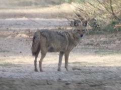 Canis aureus indicus