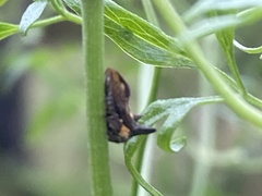 Acanthuchus trispinifer