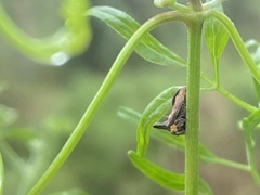 Acanthuchus trispinifer