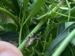 Acanthuchus trispinifer