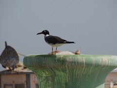 Ichthyaetus leucophthalmus
