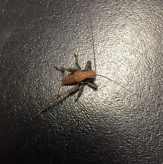 Atlanticus monticola