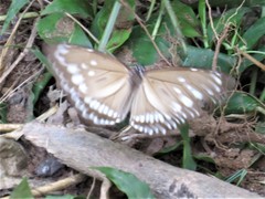 Euploea andamanensis