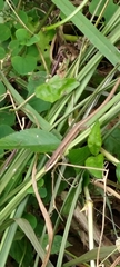 Takydromus kuehnei