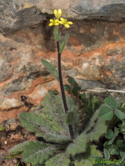 Biscutella didyma