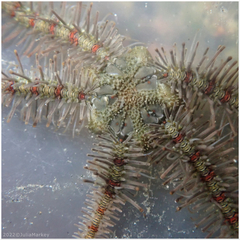 Ophiothrix rudis