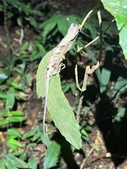 Anolis fuscoauratus