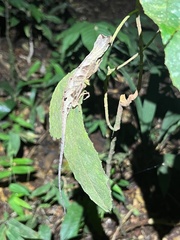 Anolis fuscoauratus