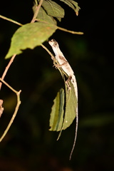 Anolis fuscoauratus