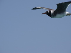 Ichthyaetus leucophthalmus