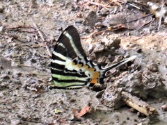 Graphium epaminondas