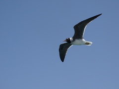 Ichthyaetus leucophthalmus