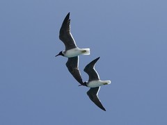 Ichthyaetus leucophthalmus