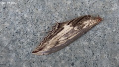 Langia zenzeroides