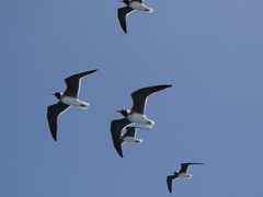 Ichthyaetus leucophthalmus