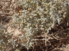 Tetraena alba image