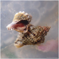 Paciocinebrina circumtexta