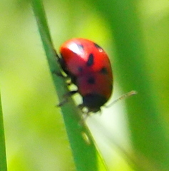 Gonioctena fornicata