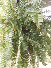 Haemorhous mexicanus