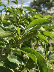 Cephonodes australis