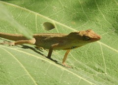 Anolis unilobatus