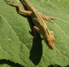 Anolis unilobatus