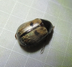 Anomala binotata
