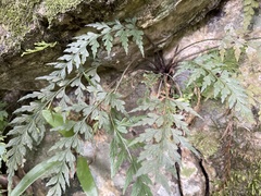 Asplenium oldhamii