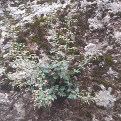 Scrophularia heterophylla