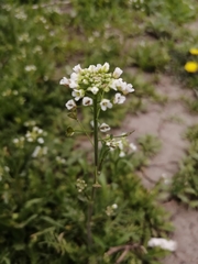 Capsella bursa-pastoris