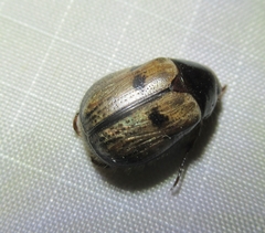 Anomala binotata