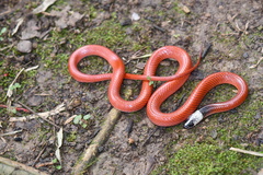 Drepanoides anomalus