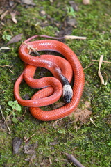 Drepanoides anomalus