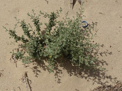 Nitraria retusa (Nitraria retusa)