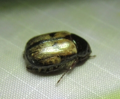 Anomala binotata