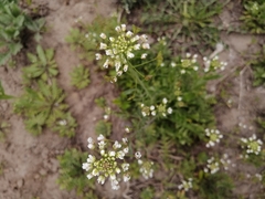 Capsella bursa-pastoris