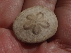 Clypeaster humilis