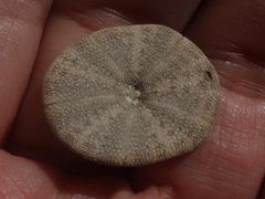 Clypeaster humilis