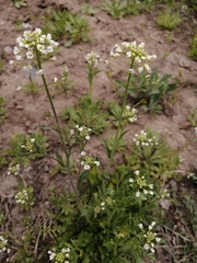 Capsella bursa-pastoris