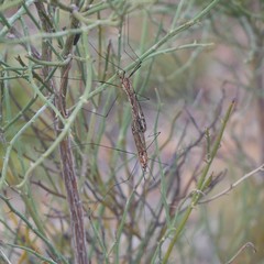 Ischnotoma
