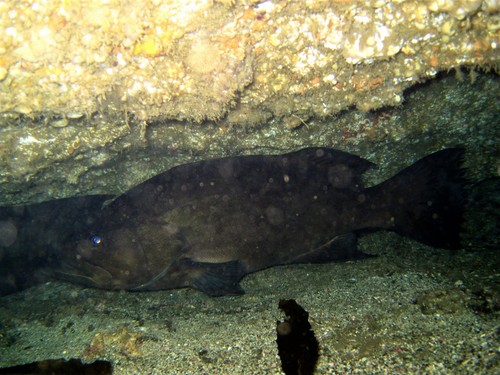 Bezemstaart-tandbaars (Mycteroperca xenarcha) — Serranidae