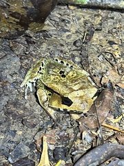 Hemiphractus scutatus