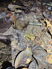 Hemiphractus scutatus