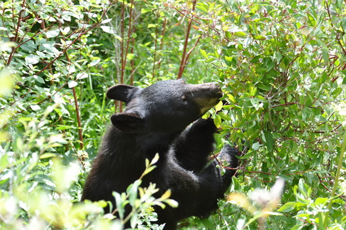 American Black Bear photographed in Montana