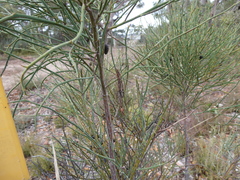Ischnotoma