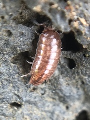 Trichoniscus pusillus