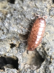 Trichoniscus pusillus