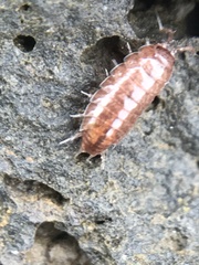 Trichoniscus pusillus